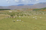 Mucche al pascolo - Altopiano dell`Immagine - Poggiodomo