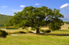 Quercia secolare - Nottoria - Norcia