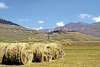 Rotoli di fieno - Altopiano di Castelluccio - Norcia