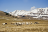 Altipiano di Castelluccio - Mucche - Norcia - Valnerina
