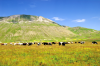 Altopiano di Castelluccio - Norcia