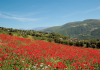 Scorcio del Contado di Cerreto di Spoleto